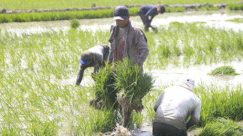 Mermada. Agricultores sembraron sin fertilizantes. Foto: La República