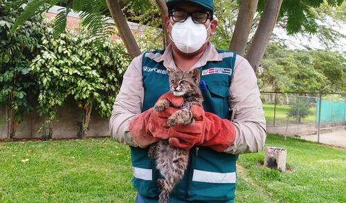 Animal silvestre recibe atención especializada. Foto: Serfor