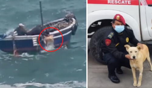 Un perro fue rescatado del mar de la playa Hornillos, en Huacho. Foto: composición LR/captura de Policía Nacional del Perú Un perro fue rescatado del mar de la playa Hornillos, en Huacho. Foto: composición LR/captura de Policía Nacional del Perú