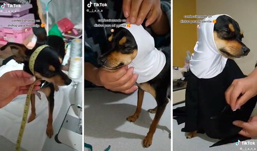 La perrita de raza chihuahua colaboró con las labores de su dueña, por lo que permitió que la midieran y le hicieran las pruebas hasta terminar. Foto: composición LR/TikTok/@__j_a_n_a
