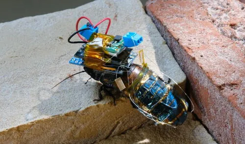 Los científicos trabajaron con cucarachas de Madasgacar, insectos que miden aproximadament seis centímetros. Foto: RIKEN Los científicos trabajaron con cucarachas de Madasgacar, insectos que miden aproximadament seis centímetros. Foto: RIKEN