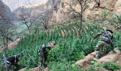 La madrugada del 9 de septiembre, agentes de la División de Maniobras contra el Tráfico Ilícito de Drogas Vraem incursionaron en el lugar y destruyeron 20.200 plantones de cannabis sativa. Foto: PNP La madrugada del 9 de septiembre, agentes de la División de Maniobras contra el Tráfico Ilícito de Drogas Vraem incursionaron en el lugar y destruyeron 20.200 plantones de cannabis sativa. Foto: PNP