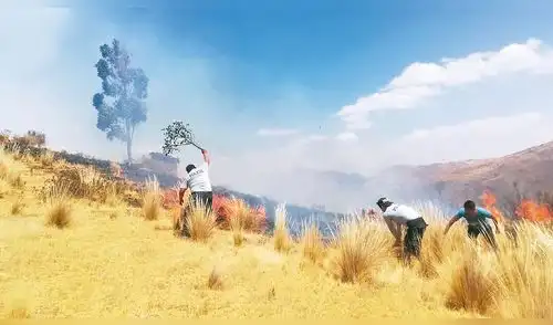 Daño ecológico. 250 hectáreas de flora devorada por la imprudencia de la población. Foto: Cortesía Daño ecológico. 250 hectáreas de flora devorada por la imprudencia de la población. Foto: Cortesía