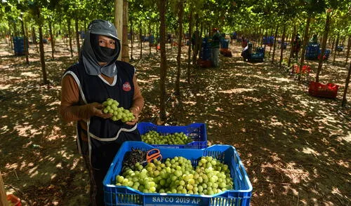 campo . Cosecha de la uva en Ica. Los excedentes van al Banco de Alimentos.