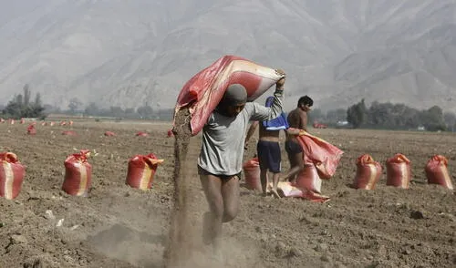 La especialista Angie Higuchi explica que la zona costera es la que más necesita los fertilizantes para la siembra de arroz, papa y maíz amarillo duro. Foto: Marco Cotrina/La República