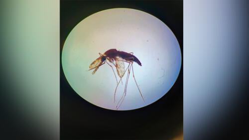 Mosquito Anopheles benarrochi como vector de la enfermedad parasitaria de la malaria. Foto: UNTRM