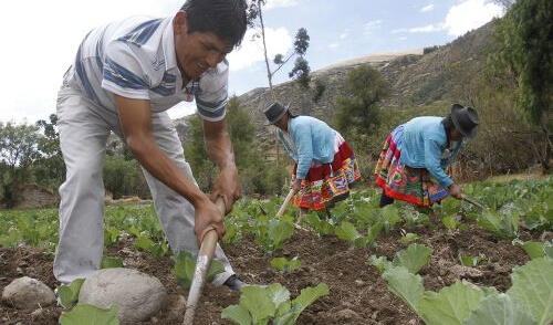 El PPA tiene a la fecha cerca de 660.067 agricultores registrados. Foto: Andina El PPA tiene a la fecha cerca de 660.067 agricultores registrados. Foto: Andina