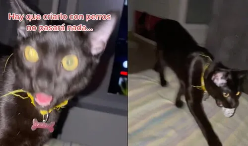 Este video ya cuento con más de medio millón de 'me gusta' en TikTok. Foto: composición LR / TikTok @galiana_tattoo