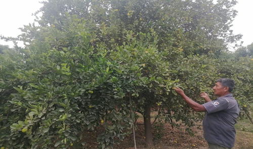 Disminuye producción de limón en el Valle San Lorenzo. Foto: La República.