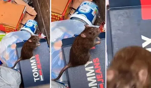 La historia se hizo viral rápidamente en las redes sociales. Foto: composición LR/captura de TikTok/El Popular