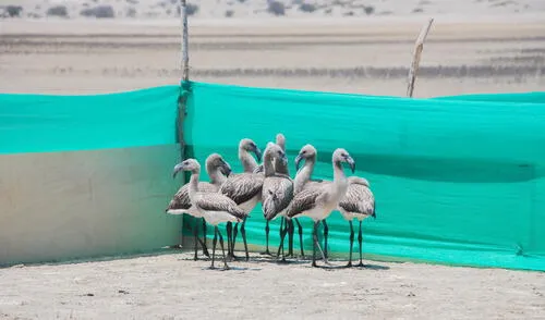 Buscan conservar esta especie en Piura. Foto: Serfor