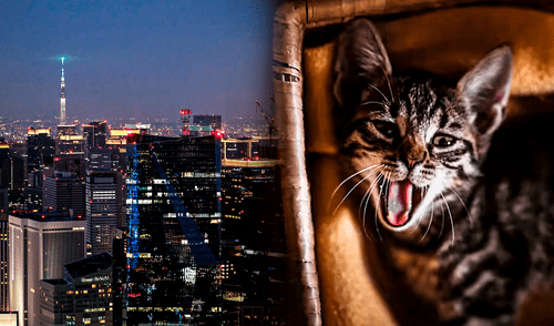 Los gatos suelen aullar intensamente durante la madrugada. Foto: composición LR/Freepick/Hola.com Los gatos suelen aullar intensamente durante la madrugada. Foto: composición LR/Freepick/Hola.com