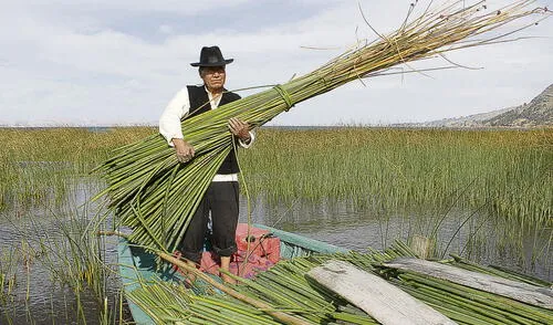 Planta acuática. El maestro artesano Miguel Flores Cuno, hace demostración de la extracción de la totora del lago Titicaca.  Foto: La República