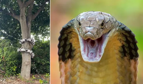 El robot serpiente todavía requiere de un cable para funcionar. Foto: Universidad de Kioto / National Geographic