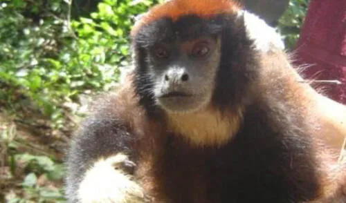 El primate ha sido hallada en la reserva Allpahuayo Mishana. Foto: Sernanp El primate ha sido hallada en la reserva Allpahuayo Mishana. Foto: Sernanp