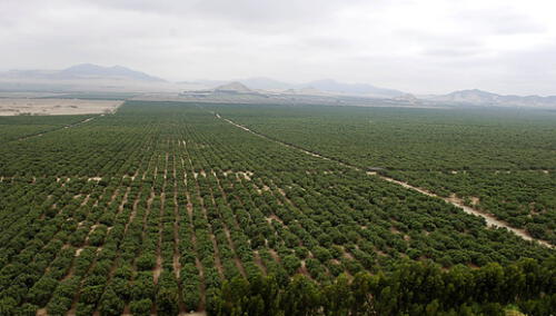 Empresarios marroquíes valoran el potencial agroexportador liberteño. Foto: La República
