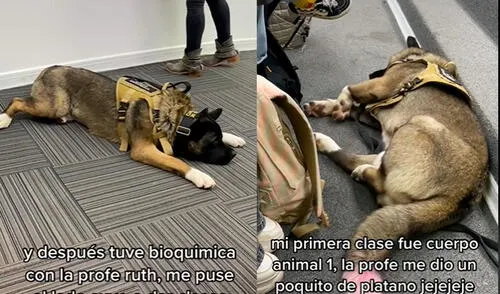 Este hecho sucedió en Chile. Foto: composición LR / TikTok @dalgi.apoyo