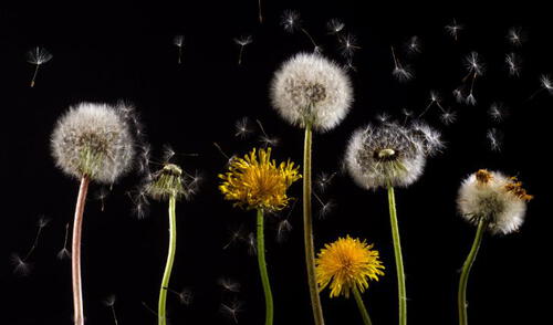 El diente de león es una planta herbácea que pertenece a la familia de las compuestas, que no suele crecer más allá de los 35 cm de alto. Foto: Pexels