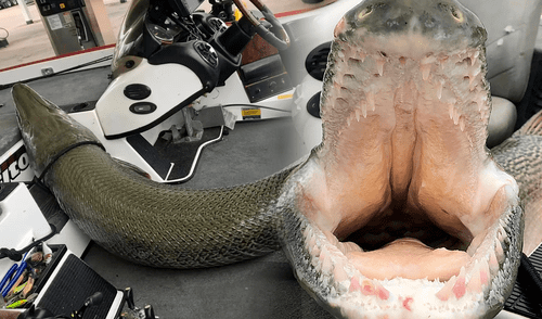 El pez tendría más de 100 millones de años de historia. Foto: Dees.37/Facebook