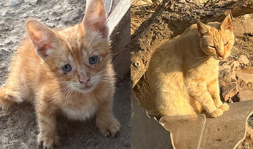 Solicitan ayuda para más de 20 gatos abandonados al borde de un río en Cercado de Lima. Foto: difusión Ayuda para gatos