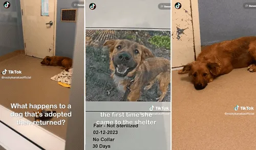 Usuarios auguraron un final feliz para Chocolate