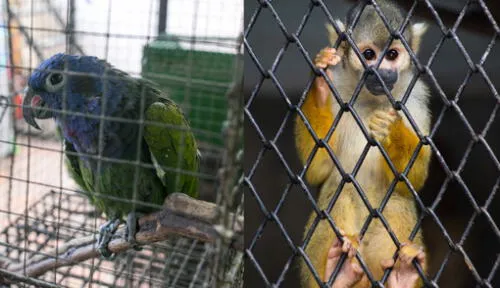 animales silvestres traficados en Perú