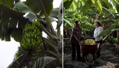 El Festival del Plátano Maleño se realizará del 17 al 19 de marzo. Foto: Luis Miranda / Cortesía larepublica.pe