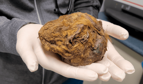 Restos del cadáver de la ardilla de la Edad de Hielo encontrados en el Ártico. Foto: Yukon Beringia Interpretive Centre