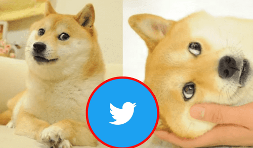 Kabosu, la perrita japonesa, es la imagen de uno de los memes más virales de internet conocido como 'Doge'. Foto: composición LR/captura Instagram/Kabosumama/El Cronista Nuevo logo de Twitter