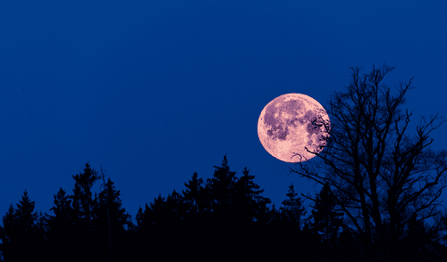 La luna llena de abril es conocida como luna rosa. Foto: referencial / Adobe Stock La luna llena de abril es conocida como luna rosa. Foto: referencial / Adobe Stock