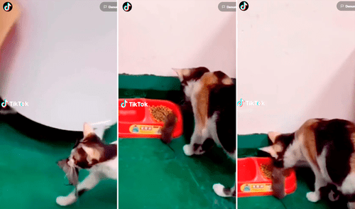 Usuarios en redes sociales no podían creer el accionar del gatito.