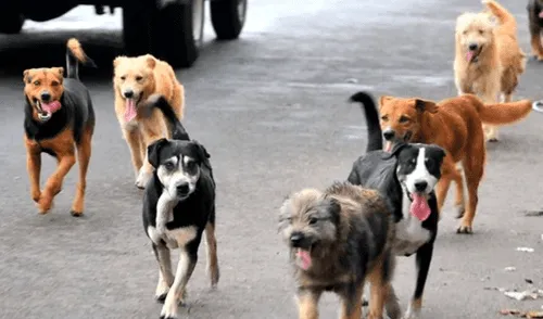 animales callejeros