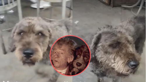 Los usuarios resaltaron el parecido del can con la mascota de "El narrador de cuentos". Foto: captura TikTok Los usuarios resaltaron el parecido del can con la mascota de "El narrador de cuentos". Foto: captura TikTok