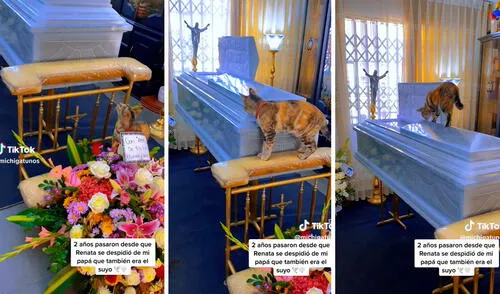 viral, video viral, TikTok