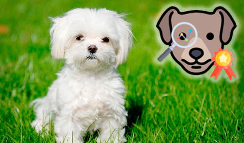 La app está disponible en Play Store. Foto: Levante EMV larepublica.pe