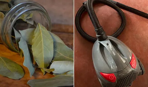 El laurel será tu mejor aliado para tener una casa limpia. Foto: composición LR hoja de laurel aspiradora