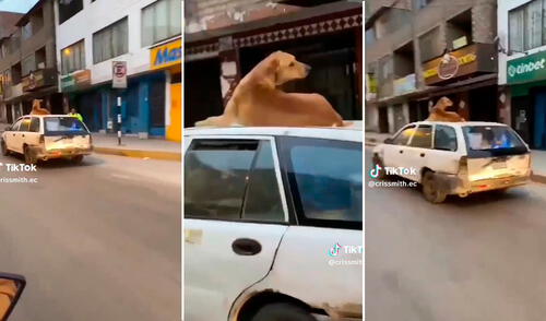 Singular escena se volvió viral en redes sociales. Foto: composición LR/capturas de TikTok/@crissmith.ec viral, video viral, TikTok