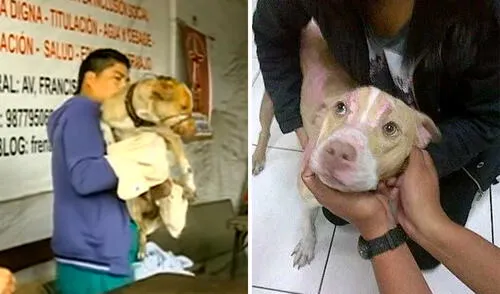 Gringo, el 'perro héroe del Rímac'