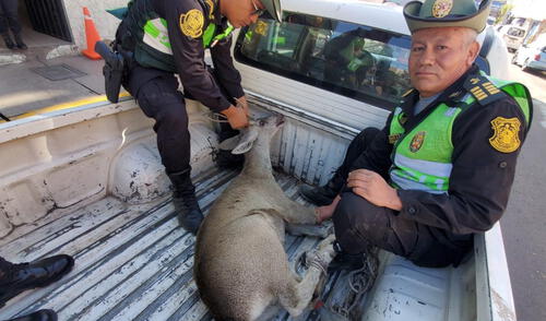 Con lesiones. Venado andino tenía varias escoriaciones. Foto: La República larepublica.pe
