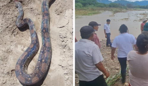 El reptil fue encontrado por el agricultor. Foto: Último Minuto larepublica.pe