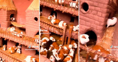 Peruano le construye enorme ‘mansión’ a sus cuyes y asombra a usuarios: "Son bien pitucos"