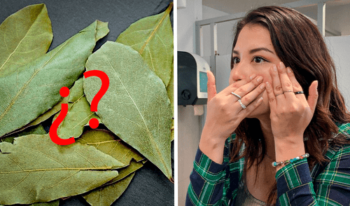 Hojas de laurel belleza