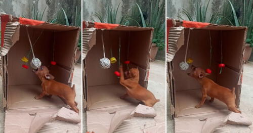 juguete para perros