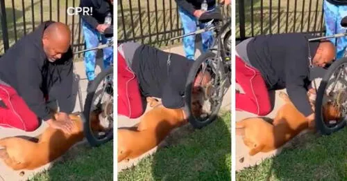 Emotivo video que muestra cómo un hombre le salva la vida a su perro, con RCP. Foto: composición LR/@c5n/TikTok Hombre le salva la vida a su perro con RCP y usuarios en redes se conmueven.