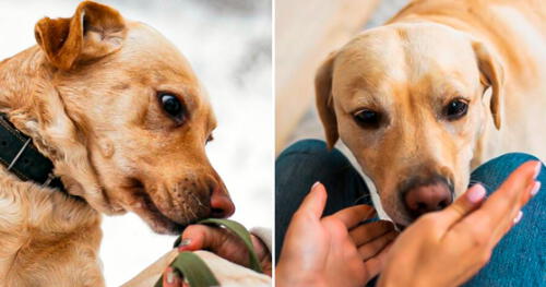 Por qué mi perro me huele la ropa