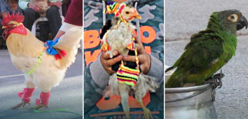 Ayacucho, mascotas con disfraces