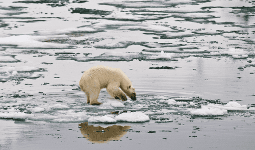 El hielo marino del Ártico se derretirá una década antes de lo previsto, aseguran científicos climáticos.