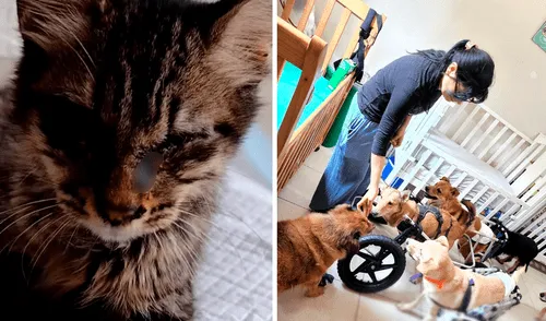Las personas también pueden revisar las redes sociales del albergue para asistir a los eventos y donar pañales o comida. Foto: composición LR/Milagros Perrunos/Instagram Chorrillos: albergue necesita ayuda para alimentar a gatos abandonados y más de 20 perros inválidos