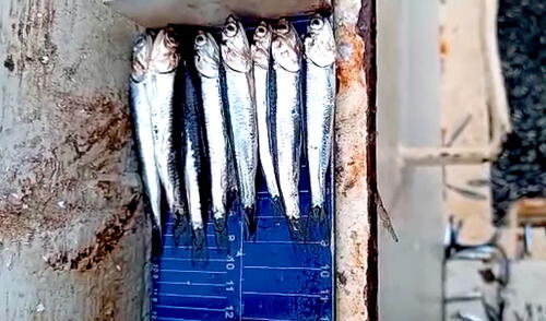 Anchoveta juvenil