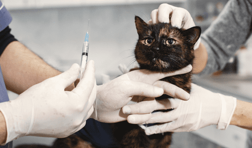 La inyección anticonceptiva para gatas dura 2 años y podría ser de uso masivo, aseguran sus creadores. Foto: Pexels La inyección anticonceptiva para gatas dura 2 años y podría ser de uso masivo, aseguran sus creadores. Foto: Pexels